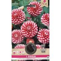 Dahlia rose, Little William, Bulbe de fleur