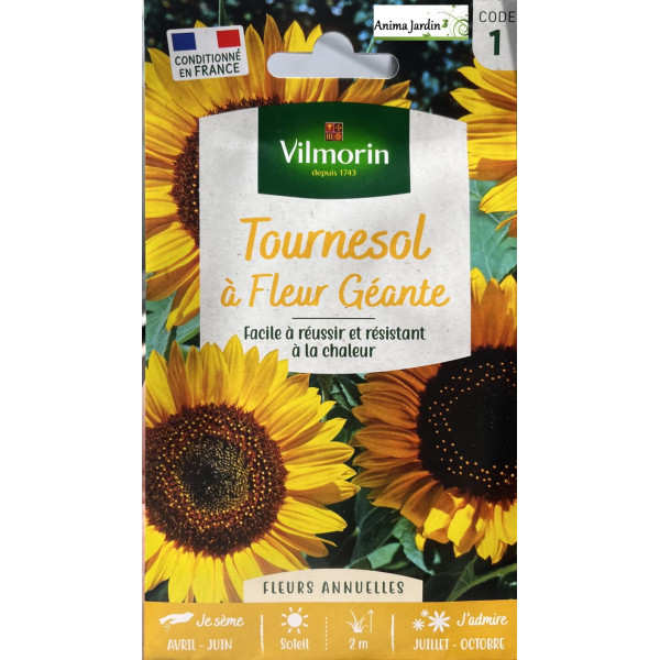 Graines de tournesol à fleur géante, Graines de fleur