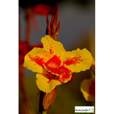 Lot de 2 Bulbes Canna Queen Charlotte, Bulbe de fleur
