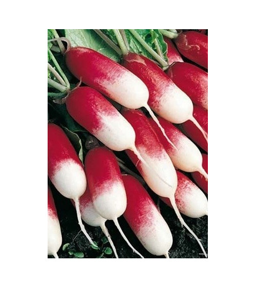 Lot 10 paquets graines légumes potager jardin ouvrier, salade, radis, tomate, carotte, poireau, pas cher, économique 