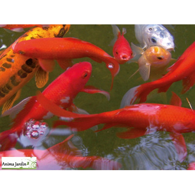 Bassin de jardin Victoria Quadro 7, 980 litres, bassin rigide de 2,06 m², PE noir