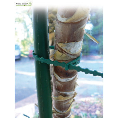 Tuteur en acier plastifié vert, Ø.8 mm