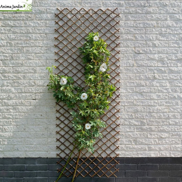 Treillis décoratif extensible en osier naturel, H.180 cm