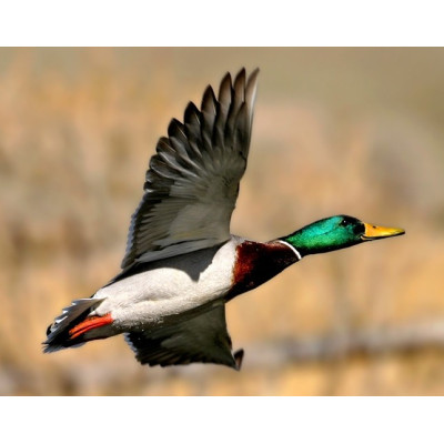 Abri pour canard, avec bassin spécial canard, maison canard, pas cher