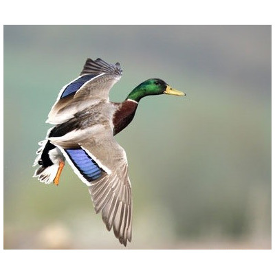 Abri pour canard, avec bassin spécial canard, maison canard, pas cher