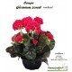 Coupe de Géraniums artificiels, 30/35cm, fleur artificielle, déco jardin, pas cher