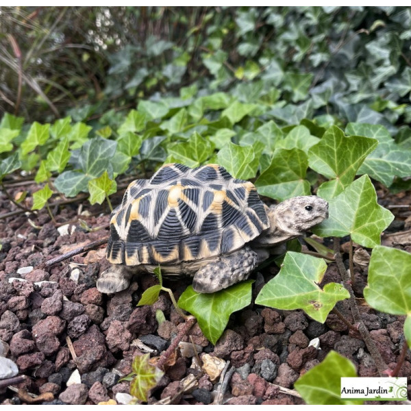 Tortue étoilée en résine, bébé tortue, 14cm, décoration de jardin, animal, reptile, riviera, achat