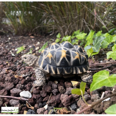 Tortue étoilée, bébé tortue, 14cm en résine, déco de jardin, animal, reptile, riviera, achat
