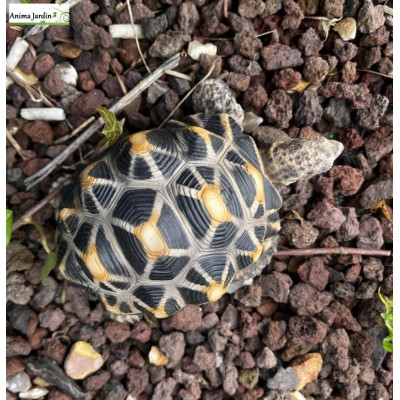 Tortue étoilée, bébé tortue, 14cm en résine, déco de jardin, animal, reptile, riviera, achat