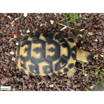 Tortue Hermann,  12 cm en résine, déco de jardin, Riviera, achat, reptile, animal