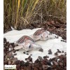 Bébé Tortue de mer en résine, décoration de jardin, déco vitrine