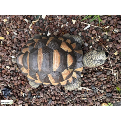 Tortue verte, 28 cm en résine, déco de jardin, Riviera, achat, réptile, animal