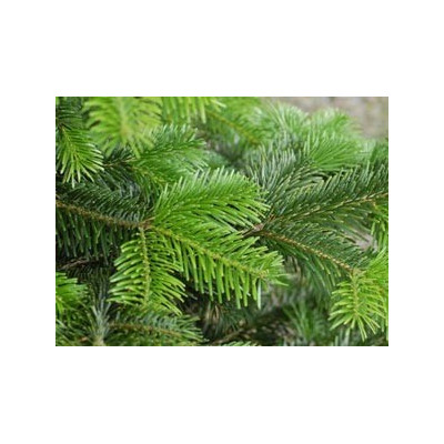 Sapin de noël Nordmann coupé 80/100 cm, livré chez vous