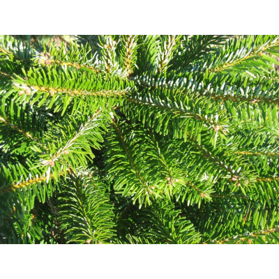 Sapin de noël Nordmann coupé 80/100 cm, livré chez vous