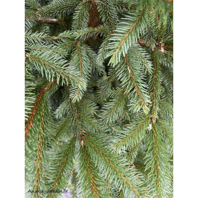 Sapins de Noël Épicéa coupé 100/150 cm, livré chez-vous