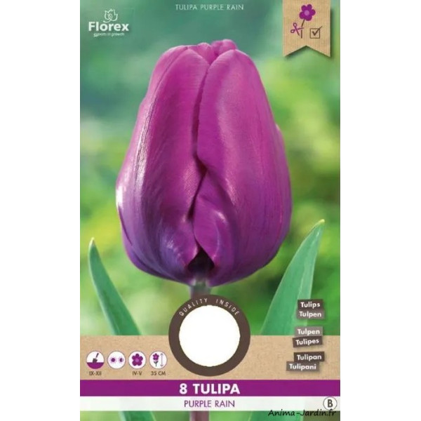 8 Bulbes, Tulipe Purple Rain, Ø11/12, Bulbes de fleurs