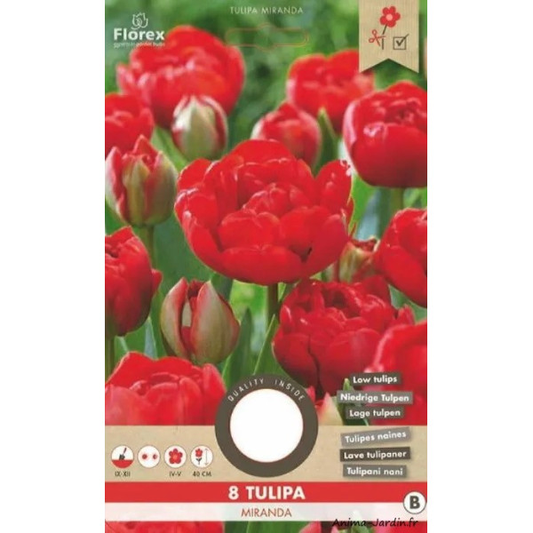 8 Bulbes, Tulipe Miranda, rouge, Ø11/12 cm, Bulbes de fleurs