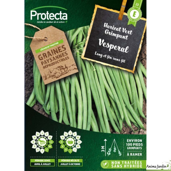 Graines de haricot vert grimpant - Vesperal - Protecta