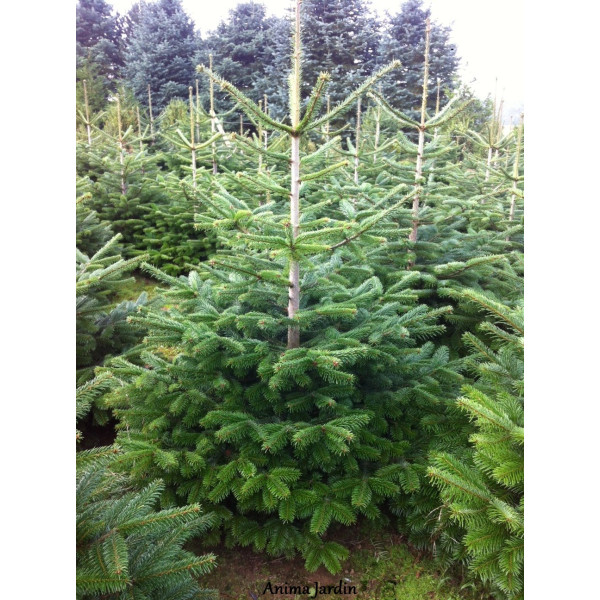 Sapins de noël Nordmann coupé 125/150 cm, livré chez-vous