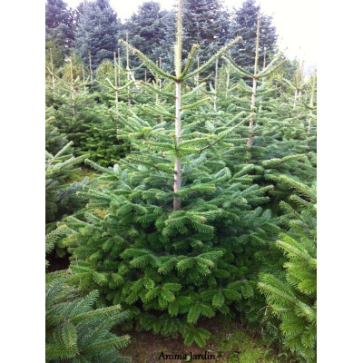 Sapin de noël Nordmann coupé 150/175 cm, livré chez vous