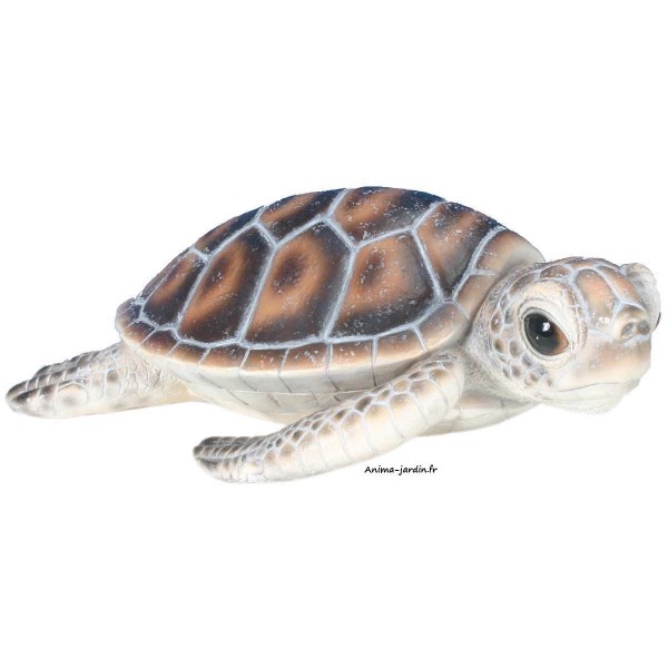 bébé tortue