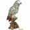 Perroquet Gris du gabon 38 cm en résine, Riviera, achat oiseaux