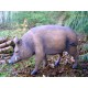 Sanglier en résine, cochon sauvage, animal de la forêt, décoration Jardin, achat