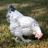 Poule Blanche en résine, 26cm, animal de la ferme, Riviera, achat