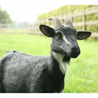 Chèvre 2 couleurs en fibre de verre, 80 cm, animal de la ferme, achat/vente