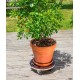 Support plantes à Roulettes "Flora Roll Strong" 40 cm, plateau roulant pour plantes lourdes Nortène, achat/vente