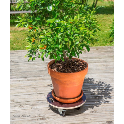 Support plantes à Roulettes "Flora Roll Strong" 40 cm, plateau roulant pour plantes lourdes Nortène, achat/vente