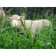 Agneau debout beige en fibre de verre, petit mouton tête haute blanche, animal de la ferme