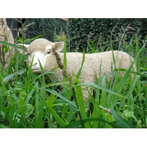 Agneau debout beige en fibre de verre, petit mouton tête haute blanche, animal de la ferme