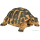 Tortue Hermann, 12 cm en résine, déco de jardin, Riviera, achat, reptile, animal