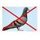 Griffes anti-pigeons métalliques, inox, Nortene