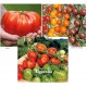 Tomates Brutus, Tigerella, cerises sweetie, Cereza, Bottondoro, Black Cherry, potager jardin ouvrier, pas cher