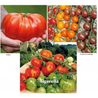 Tomates Brutus, Tigerella, cerises sweetie, Cereza, Bottondoro, Black Cherry, potager jardin ouvrier, pas cher