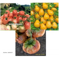 Tomate Noire de Crimée, pink Thai Egg, Yellow Pearshaped, potager jardin ouvrier, pas cher