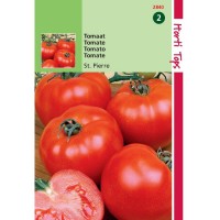 Graines de tomate Saint Pierre, gros fruit rond, achat, vente, pas cher