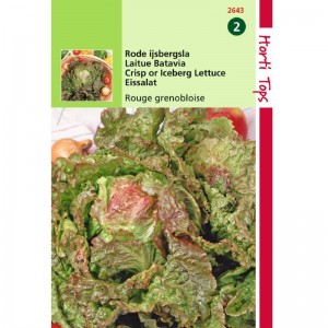 Graines de Salade laitue Batavia Rouge Grenobloise, résistante au froid, achat, vente, pas cher