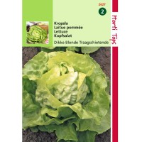 Graines de salade laitue pommée grosse blonde paresseuse, achat, vente, pas cher