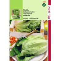 Graines de salade Laitue Romaine Blonde Maraîchère, achat, vente, pas cher