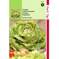 Graines de salade laitue Reine de Mai, graines potagères, achat, vente, pas cher