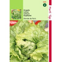 Graines de salade laitue Batavia Blonde de paris, graines potagères, achat, vente, pas cher