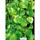 Scindapsus Aureum sur tuteur, plante verte 2.30m, Pothos
