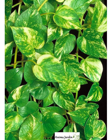 Scindapsus Aureum sur tuteur, plante verte 2.30m, Pothos