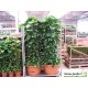 Scindapsus Aureum sur tuteur, plante verte 2.30m, Pothos