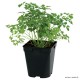 Cerfeuil, aromatique, plante condimentaire, pot 1L, achat, pas cher