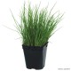 Ciboulette, aromatique, plante condimentaire, pot 1L, achat, pas cher