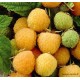 Framboisier remontant Fallgold, arbuste à petits fruits, pot 1,3 L, achat, pas cher